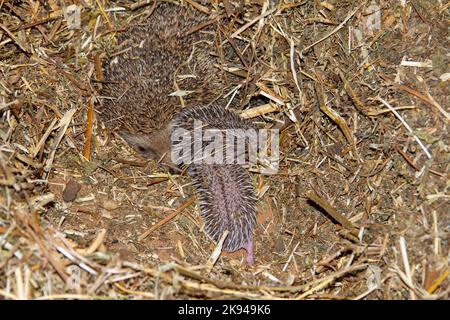 Ein Wurf junger südlicher Weißbrustigel (Erinaceus concolor) (AKA Osteuropäischer Igel) dieser Igel ist ein Allesfresser und wurde Kno Stockfoto