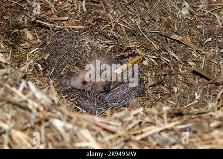 Ein Wurf junger südlicher Weißbrustigel (Erinaceus concolor) (AKA Osteuropäischer Igel) dieser Igel ist ein Allesfresser und wurde Kno Stockfoto