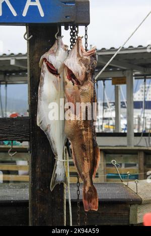 Wiegen Fisch bei Seward, Alaska ist eine eingegliederte Heimat Herrschaft Stadt in Alaska, USA. Das Hotel liegt an der Resurrection Bay, einem Fjord des Golfs von Alaska Stockfoto