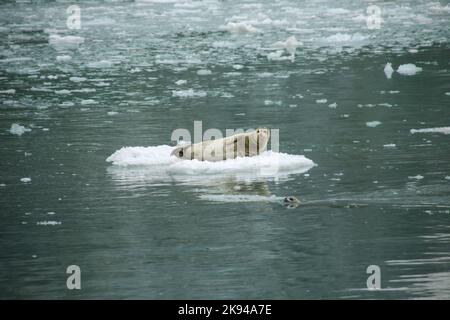 Seehunde (Phoca vitulina), die auf einer Eisscholle liegen, USA, Alaska, Seward, Resurrection Bay, Stockfoto