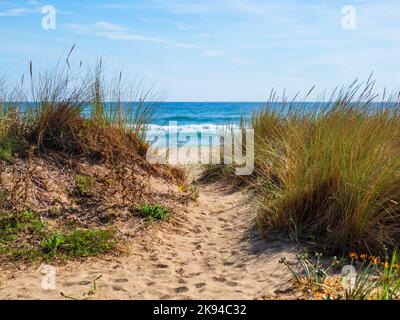 Wilde Pflanzen an einem einsamen Strand in Roses, Girona, Spanien Stockfoto
