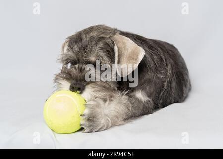 Miniatur-Schnauzer weiß-graue Farbe spielt mit einer Kugel auf einem hellen Hintergrund, kopieren Raum. Kleine Welpen Ausbildung. Hundetraining. Bärtige Miniatur-schna Stockfoto