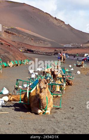 TIMANFAYA NATIONALPARK, LANZAROTE, SPANIEN - DEZEMBER 26: Touristen, die auf Kamelen reiten, werden von Einheimischen durch das berühmte Timanfaya National geführt Stockfoto