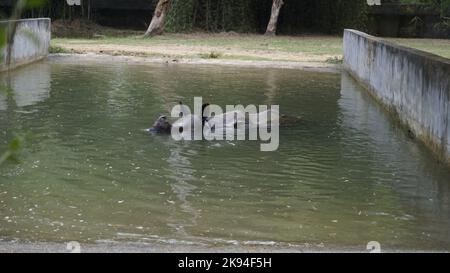 Schmutziger Inder ein gehörntes Nashorn, das im schlammigen Wasser im Wasser schwimmt. Im Chennai Arignar Anna Zoological Park oder im Vandalur Zoo. Stockfoto