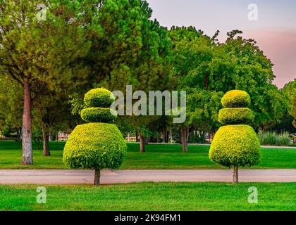 Topiary Kiefernbaum Landschaft mit grünem Gras Hintergrund. Landschaftsgestaltung Architektur oder Garten trimmen unterschiedliche Form von topiary Kiefer. Sonnenuntergang. Stockfoto