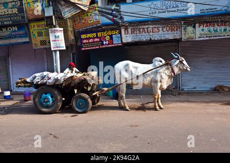 Delhi, Indien - 9. November 2011: Ochsenwagen-Transport am frühen Morgen in Delhi, Indien. Das Ochsendiagramm ist ein gemeinsamer Ladungstransport im narr Stockfoto