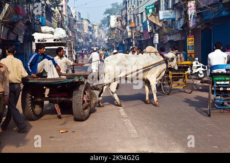 Delhi, Indien - 9. November 2011: Ochsenwagen-Transport am frühen Morgen in Delhi, Indien. Das Ochsendiagramm ist ein gemeinsamer Ladungstransport im narr Stockfoto