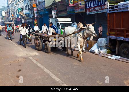 Delhi, Indien - 9. November 2011: Ochsenwagen-Transport am frühen Morgen in Delhi, Indien. Das Ochsendiagramm ist ein gemeinsamer Ladungstransport im narr Stockfoto