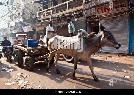 Delhi, Indien - 9. November 2011: Ochsenwagen-Transport am frühen Morgen in Delhi, Indien. Das Ochsendiagramm ist ein gemeinsamer Ladungstransport im narr Stockfoto