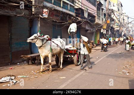 Delhi, Indien - 9. November 2011: Ochsenwagen-Transport am frühen Morgen in Delhi, Indien. Das Ochsendiagramm ist ein gemeinsamer Ladungstransport im narr Stockfoto