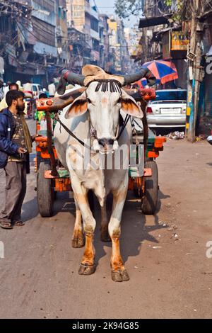 DELHI, INDIEN - NOV 9: Ochsenwagen-Transport am frühen Morgen des 08,2011. November in Delhi, Indien. Das Ochsendiagramm ist ein gemeinsamer Ladungstransport in Stockfoto