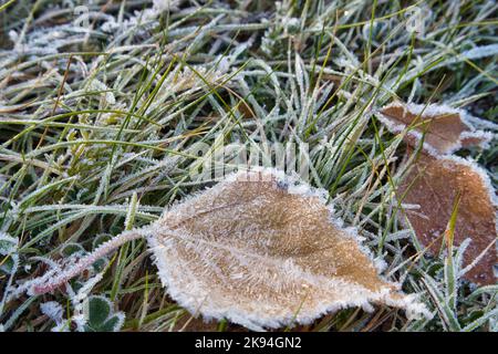 Grünes Gras und Blätter mit Reif bedeckt Stockfoto