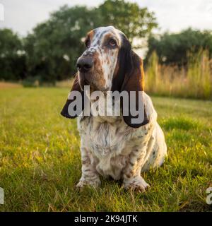 Ein Basset Hound Hund sitzt auf dem grünen Gras im Garten Stockfoto