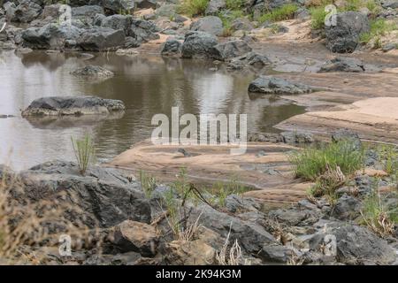 GRUMETI WILDRESERVAT TANSANIA Stockfoto