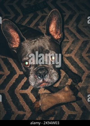 Eine vertikale, hochwinkelige Aufnahme einer niedlichen schwarzen französischen Bulldogge, die nach oben schaut Stockfoto