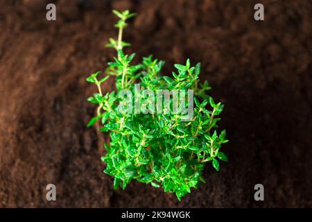 Thymian-Mikrogrün auf der Erde.aromatische Kräuter Stockfoto