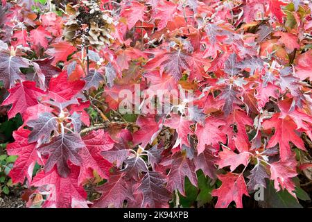 Hortensien, Herbst, Eichenblättrige Hortensien, Laub, Eichenblätter, Hydrangea quercifolia, Dunkel, Rot, Blätter, Pflanzen im Garten Stockfoto