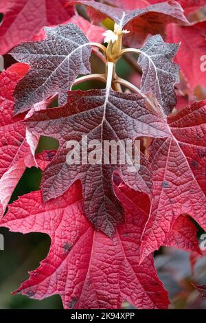 Oakleaf Hydrangea Leaf, Rot, Blätter, Herbst, Hydrangea quercifolia, Eichenholzblättrig, Farbe Stockfoto