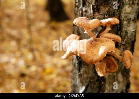 Armillaria mellea (Honigpilz) pflanzt Krankheitserreger, aber auch essbare Pilze, die um Baumstämme wachsen Stockfoto