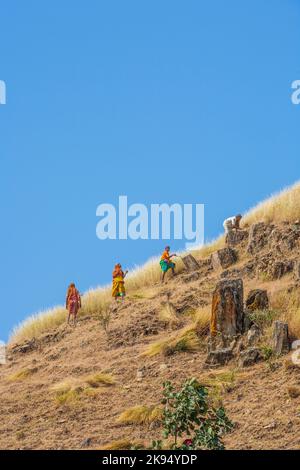 MANDAWA, INDIEN - Okt 22: Frau Schnitt am 22,2012. Oktober Wiese und Mais in der Nähe von Mandawa, Indien. In Indien machen Frauen häufig harte Arbeiten wie diese especia Stockfoto