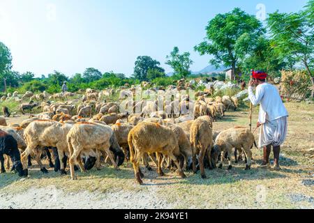 PUSHKAR, INDIEN - 22. OKTOBER: Ein Stammesmann aus Rajasthani trägt traditionellen bunten Turban und bringt seine Herde Schafe zum jährlichen Pushkar-Rind F Stockfoto