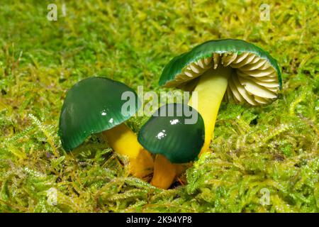 Gliophorus psittacinus (Papageienwaxcap) kommt in Nordeuropa und anderen Teilen der Welt vor und wächst in ungestörten Graslandschaften. Stockfoto