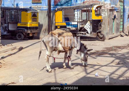 JODHPUR, INDIEN - OKTOBER 23: Esel werden zum Transport von Schwergütern bis zur Baustelle am Oktover 23,2012 in Jodhpur, Indien, eingesetzt. Esel sind s Stockfoto