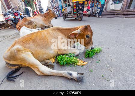 JODHPUR, INDIEN - Okt 23, 2012: indische Kuh, die morgens in Jodhpur, Indien, Gemüse und Brot isst. Kühe sind heilige Tiere in Indien. Stockfoto