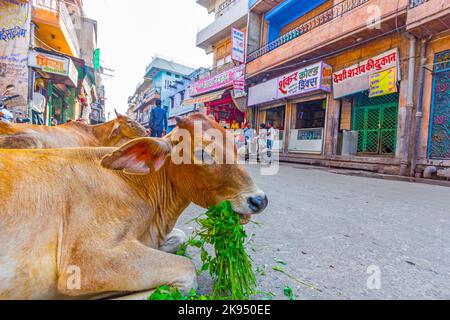 JODHPUR, INDIEN - Okt 23, 2012: indische Kuh, die morgens in Jodhpur, Indien, Gemüse und Brot isst. Kühe sind heilige Tiere in Indien. Stockfoto