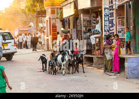 JODHPUR, INDA - OCT 24: Frau mit Ochsen und ihren Ziegen passieren die alte Basarstraße am OCT 24, 2012 am frühen Morgen, um einen Tagesjob in Jodhpur, Indien, zu bekommen. Stockfoto