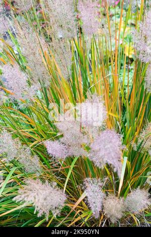 Lila Moorgras, Molinia caerulea 'Heidebraut', Molinia, Herbst, Gras Stockfoto