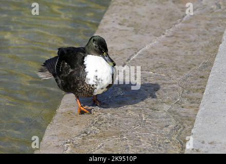 Ente trocknet seine Federn am Maschsee in Hannover Stockfoto