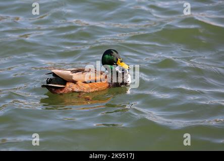 Bunte männliche Ente beim Schwimmen am Maschsee in Hannover Stockfoto