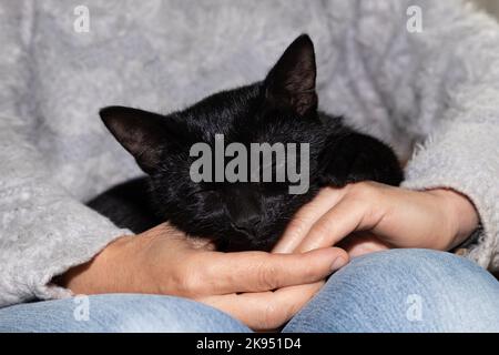 Schwarze Katze, die in den Händen ihres Besitzers schläft Stockfoto