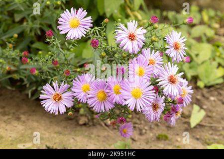 Lila Chrysantheme blüht im Garten Stockfoto