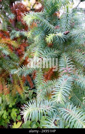 Blue China Fir, Cunninghamia lanceolata Glauca, Cunninghamia, Herbst, Pflanze, Nadelbaum, Nadeln Stockfoto