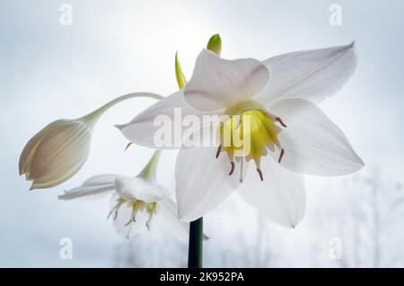 Weiße Blüten auf schwarzem Hintergrund, Eucharistia grandiflora Eucharistis amazonica , Amaryllidaceae. Stockfoto