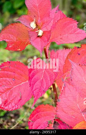 Herbst, Hydrangea, Blätter, Stamm, Hydrangea macrophylla, Bigleaf Hydrangea Rote Blätter Pflanzen im Oktober Stockfoto