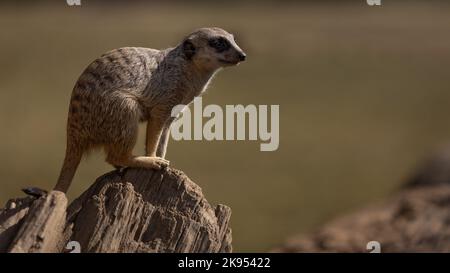 Eine flache Aufnahme eines Erdmännchen, der auf einer felsigen Klippe steht und davor blickt Stockfoto