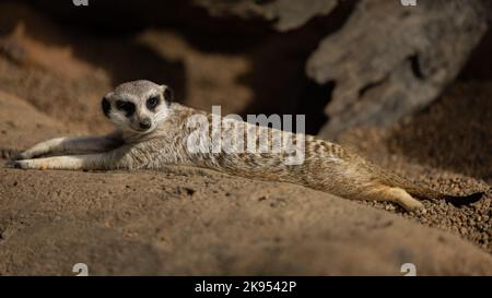 Eine flache Aufnahme eines Erdmännchen, der auf einer felsigen Klippe liegt und davor blickt Stockfoto