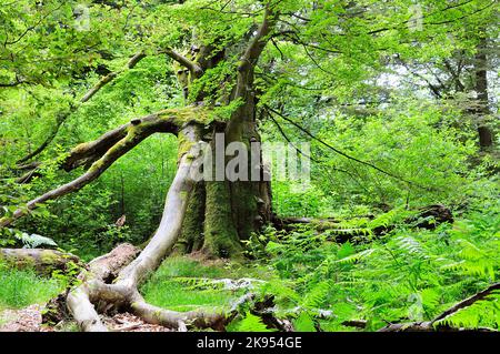 Buche (Fagus sylvatica), sehr alte Buche, Deutschland, Nordrhein-Westfalen Stockfoto