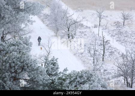 Wanderer mit Hund in schneebedeckter Heide, Luftaufnahme, Belgien, Antwerpen, Kalmthout, Kalmthoutse heide Stockfoto