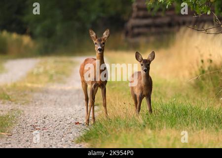 Rehe, Rehe, westliche Rehe, Europäische Rehe (Capreolus capreolus), Rehe mit Rehkitz stehen auf einem Waldweg, Deutschland Stockfoto