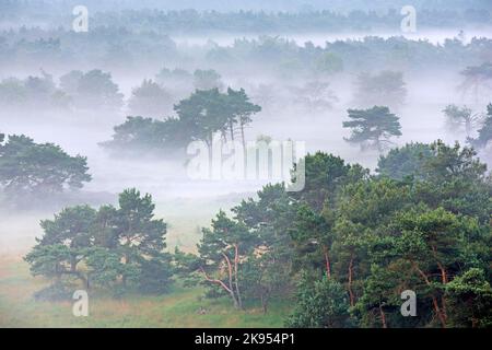 Nebel bedeckt die Heide, Luftaufnahme, Belgien, Antwerpen, Kalmthout, Kalmthoutse heide Stockfoto