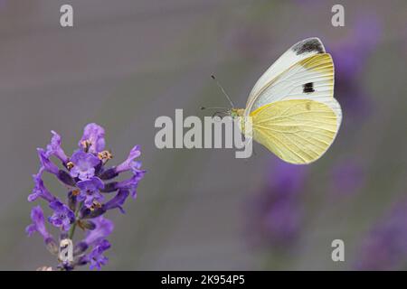 Kleiner weißer Kohlschmetterling, importierter Kohlwurm (Pieris rapae, Artogeia rapae), der sich einem blühenden Lavendel nähert, Deutschland, Bayern, Isental Stockfoto