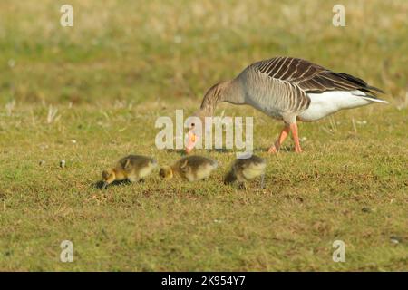 Graugans (Anser anser), erwachsen mit Gänsen, Deutschland, Nordrhein-Westfalen Stockfoto