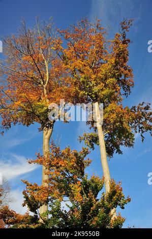 Buche (Fagus sylvatica), Buchenwald Ende Herbst, Deutschland Stockfoto