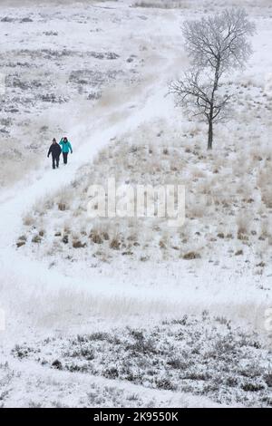 Wanderer in einer schneebedeckten Heidenlandschaft, Belgien, Antwerpen, Kalmthout, Kalmthoutse heide Stockfoto