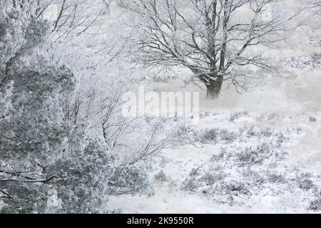 heath Hazenduinen im Schnee, Luftaufnahme, Belgien, Antwerpen, Kalmthout, Kalmthoutse heide Stockfoto