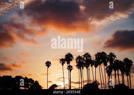 Palmen-Silhouette vor dramatischen lila und orange Sonnenuntergang Himmel in San Diego. Kalifornischer Hipster-Vibe Stockfoto